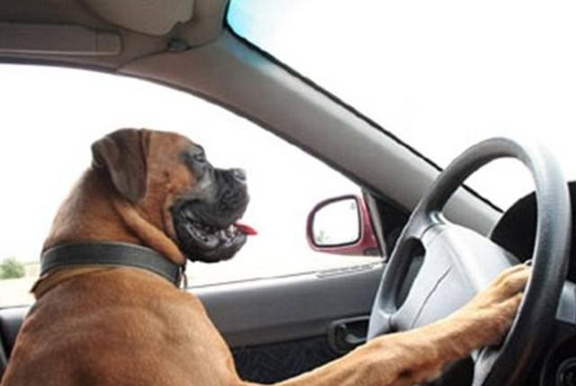 狗狗不晕车训练方法（狗狗8个星期学会开车很厉害）(8)