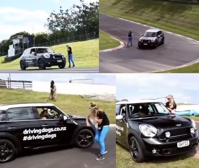 狗狗不晕车训练方法（狗狗8个星期学会开车很厉害）(4)