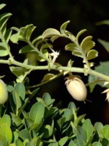 ​鹰嘴豆的吃法(鹰嘴豆的10种吃法)