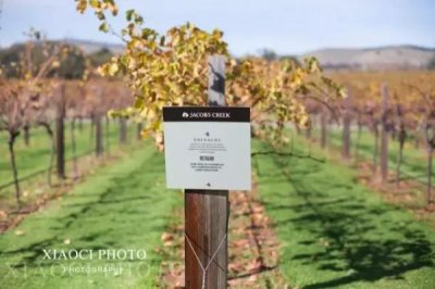 ​溪畔小屋西拉干红(金钱溪西拉干红价格)