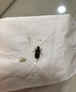 ​蟑螂为什么会出现在家里面,为什么家里有蟑螂