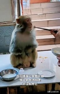 ​贵州网红猴子下山觅食，与当地居民和谐共处
