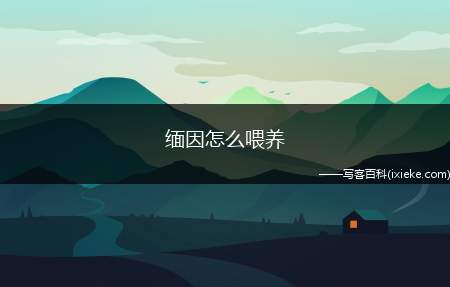 缅因怎么喂养，缅因猫饲养管理