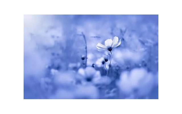 女人如果喜欢一个男人会有什么表现(会有这两个表现)