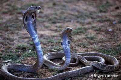 ​蛇怕什么，终于知道了