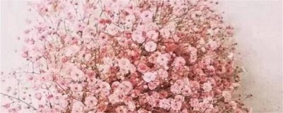 ​粉色满天星花语和寓意（图）