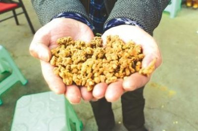 ​枇杷花入茶1公斤要卖1200元