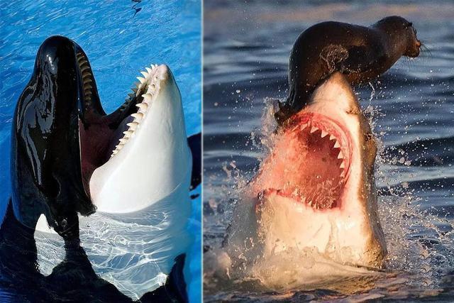 虎鲸和大白鲨谁才是海洋霸主? 在海洋里, 虎鲸通吃