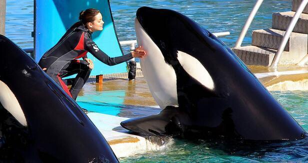 虎鲸和大白鲨谁才是海洋霸主? 在海洋里, 虎鲸通吃