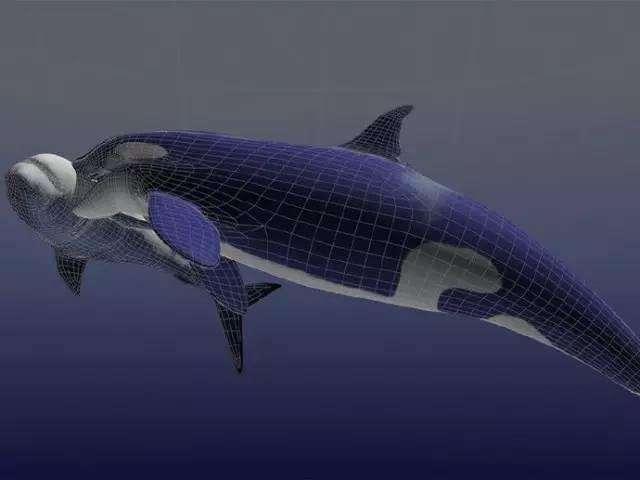 虎鲸和大白鲨谁才是海洋霸主? 在海洋里, 虎鲸通吃