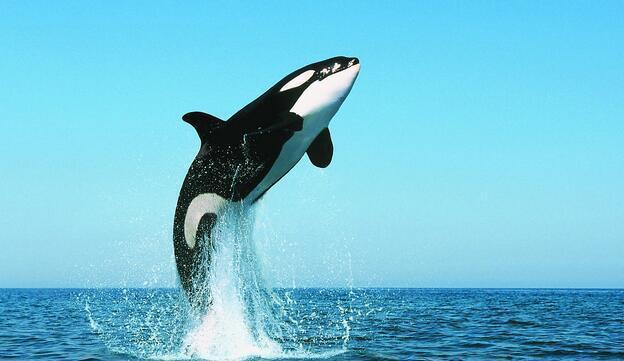 虎鲸和大白鲨谁才是海洋霸主? 在海洋里, 虎鲸通吃