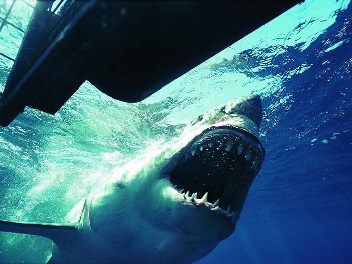 虎鲸和大白鲨谁才是海洋霸主? 在海洋里, 虎鲸通吃