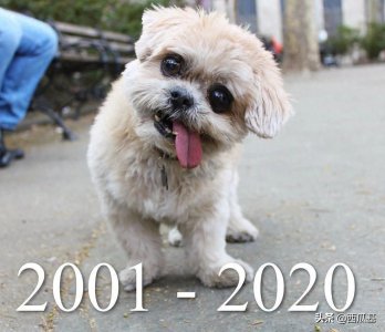 ​那只拥有180万粉丝的“歪头杀”西施犬，安静地走了，高龄18岁半