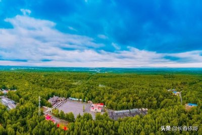 ​东北山野菜，长白山珍品野菜之一广东菜（黄瓜香）