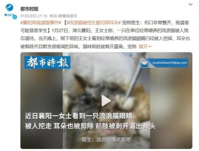 ​两分钟带你了解《反虐待动物保护法》