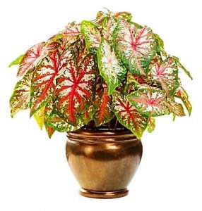 ​五彩芋（彩叶芋）简介·「附12个常见品种介绍和图例」