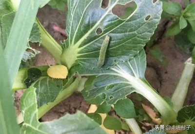 ​种菜不打农药如何除虫？这一招非常有用，只需要做好三步即可
