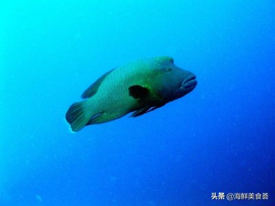 ​这3种野生海鱼数量极少，第一种不能买，第二种买不起，只能眼馋