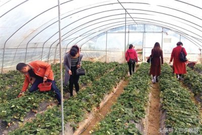 ​“巧克力草莓” 味道似巧克力 它的本名叫红颜