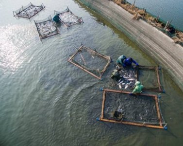 ​池塘养鱼要注意什么？池塘养鱼的四个关键要点