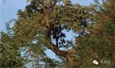 ​神奇的树种，翅果油树