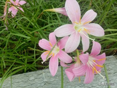 ​千娇百媚，人见人爱，花瓣粉红色，优秀园林观赏花卉--韭兰花