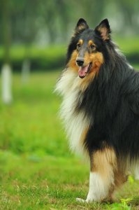 ​苏格兰丽人——柯利牧羊犬