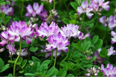 ​草籽花开粉紫色，默默奉献幸福肥