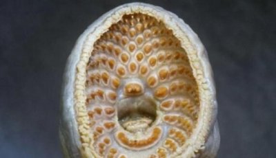 ​海底吸血鬼“七鳃鳗”，长相怪异的古老生物(口中有吸盘)