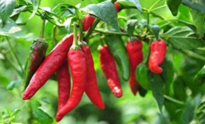 ​鲁西南农村地区为什么把辣椒称为秦椒？