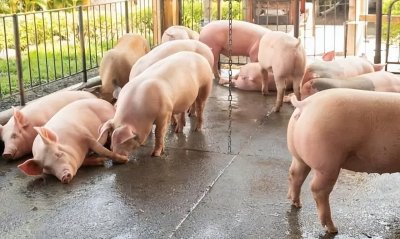 ​猪突然不爱吃食怎么办？猪无缘无故不吃食怎么回事？那就这样做