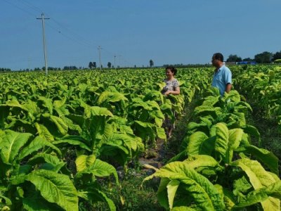 ​邓州市裴营乡：探索“1+N”发展模式 力促乡村振兴“蝶变”