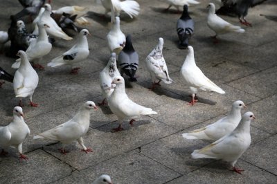 ​饲养肉鸽的方法和喂料配方