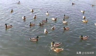 ​春回大地禽鸟知