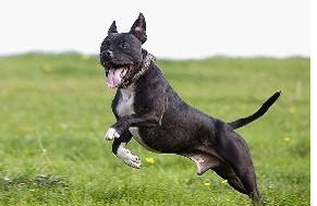 林永健孙红雷克隆版，斗牛梗不是一般的喜感