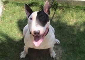 林永健孙红雷克隆版，斗牛梗不是一般的喜感