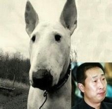 林永健孙红雷克隆版，斗牛梗不是一般的喜感