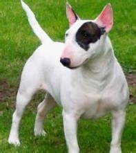 林永健孙红雷克隆版，斗牛梗不是一般的喜感