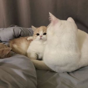 ​这只乳白英短，在摄影师主子镜头前，竟然活成了贵妃相，美翻了