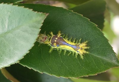 ​园林中几种刺蛾的识别及防治