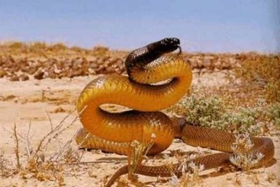 ​陆地第一毒蛇——细鳞太攀蛇