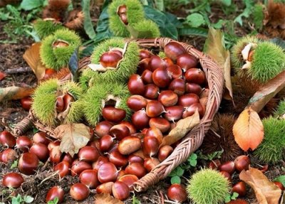 ​板栗去壳有技巧，4种方法超实用，几分钟剥一盘，又快又完整