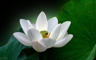 ​灵璧石中的稀有品种——莲花石，你见过吗？