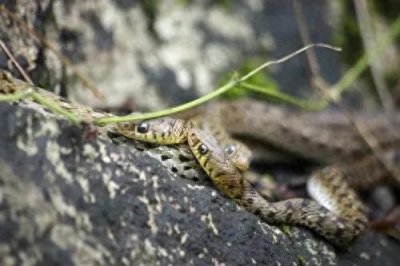 ​蛇是怎么繁衍后代的？这种生殖方式简直颠覆你的认知！