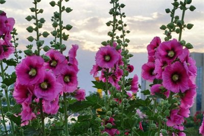 ​蜀葵怎么养？盆栽蜀葵的养殖方法和注意事项！