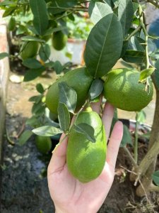 ​香水柠檬种植与效益：丰收果实与多元应用