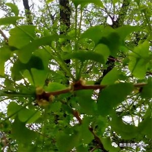 ​与植树节相关的英语表达有哪些？