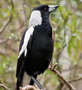 ​村里老人言：家中有三喜，好运自然来！哪三喜？有没有道理