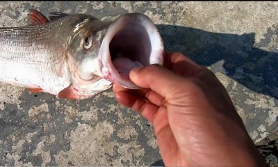 ​黄尾鱼王？平江一水库捕获5斤巨型黄尾鱼，网友：黄尾表哥红尾鱼