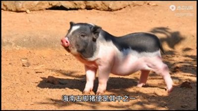 ​海南五脚猪：独特的外貌、生长方式和营养价值，你知道吗？